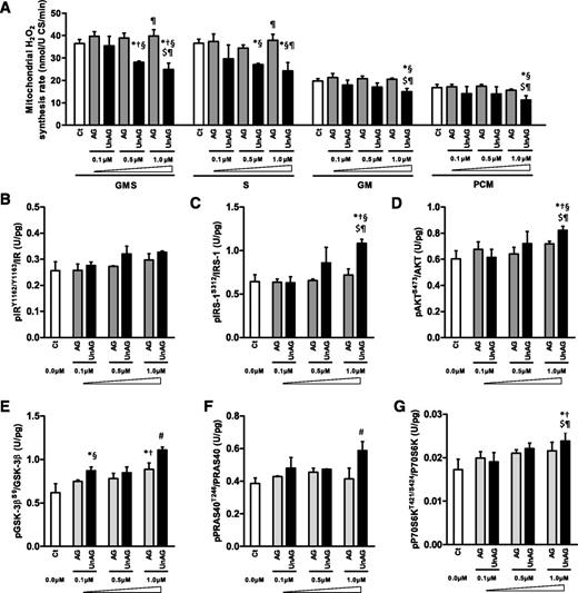 Figure 5. In vitro impact of UnAG on cultured myotubes. Effects of 48-h incubation with increasing concentrations of AG or UnAG vs. Ct on isolated mitochondria H2O2 synthesis rate with various respiratory substrates (GMS, S, GM, and PCM) (A) and effects of these treatments on the phosphorylation of IRY1162/Y1163 (B), IRS-1S312 (C), AKTS473 (D), GSK-3βS9 (E), PRAS40T246 (F), and P70S6KT421/S424 (G) measured by xMAP technology in C2C12 myotubes. Data are mean ± SEM (n = 3/group). *P < 0.05 vs. Ct; †P < 0.05 vs. same hormone 0.1 μmol/L; §P < 0.05 vs. AG, same concentration; $P < 0.05 vs. other hormone 0.5 μmol/L; ¶P < 0.05 vs. other hormone 0.1 μmol/L; #P < 0.05 vs. all other groups. U CS, units of citrate synthase.