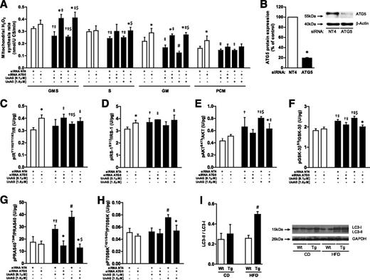 Figure 6. Role of autophagy in UnAG effects on mitochondrial ROS generation and insulin signaling. Effects of autophagy mediator ATG5 genomic silencing vs. NT4 transfection on C2C12 myotubes after 48-h incubation with increasing concentrations of AG or UnAG vs. Ct on isolated mitochondria H2O2 synthesis rate with various respiratory substrates (GMS, S, GM, and PCM) (A) and cell protein expression of ATG5 after transfection with the two siRNAs (B). Effects of these treatments on the phosphorylation of IRY1162/Y1163 (C), IRS-1S312 (D), AKTS473 (E), GSK-3βS9 (F), PRAS40T246 (G), and P70S6KT421/S424 (H) measured by xMAP technology. Autophagy activation marker LC3II/LC3I as measured by Western blot in the gastrocnemius muscle of mice with UnAG upregulation (Tg Myh6/Ghrl [Tg]) vs. wild type (Wt) fed 16 weeks with control diet (CD) or HFD (n = 7/group) (I) with representative blot. Data are mean ± SEM (n = 3/group). *P < 0.05 vs. NT4, same UnAG concentration; †P < 0.05 vs. same siRNA, no UnAG; ‡P < 0.05 vs. other siRNA, no UnAG; $P < 0.05 vs. other siRNA, UnAG 0.1 mmol/L; #P < 0.05 vs. all other groups. U CS, units of citrate synthase.