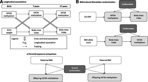 Figure 1. Schematic diagrams of the causal inference methods being implemented in this study. A: Investigating longitudinal associations between BMI and HIF3A methylation. B: Investigating the dominant direction of causality in the association between BMI and HIF3A methylation with the use of bidirectional Mendelian randomization analysis. C: Investigating the intrauterine effect of maternal smoking on offspring DNA methylation with the use of a parental comparison design.