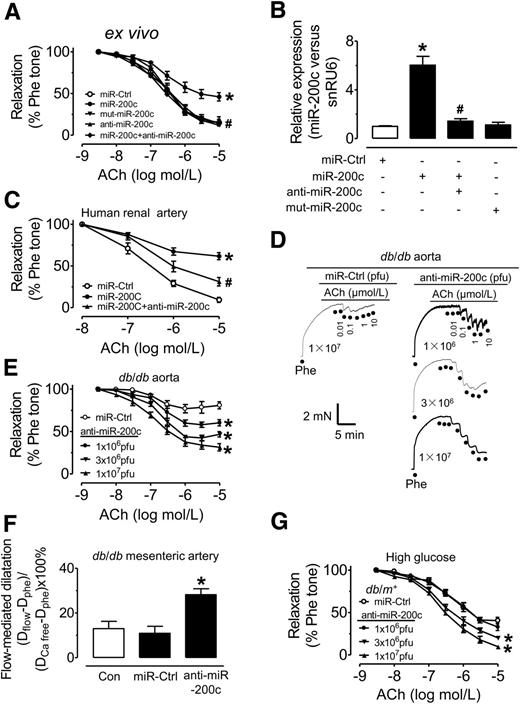 Figure 2. miR-200c impairs EDRs in normal mouse aortas, and suppression of miR-200c enhances endothelial function in diabetic mice. A: The inhibitory effect of ad-miR-200c (107 pfu, 24-h incubation) on ACh-induced EDRs in db/m+ mouse aortas was reversed by ad-anti–miR-200c. *P < 0.05 vs. miR-Ctrl; #P < 0.05 vs. miR-200c. B: qPCR analysis of the relative miR-200c expression in db/m+ mouse aortas treated with ad-miR-200c for 24 h with or without cotreatment of ad-anti–miR-200c. *P < 0.05 vs. miR-Ctrl, #P < 0.05 vs. miR-200c. C: The inhibitory effect of ad-miR-200c transduction on EDRs in renal arteries of subjects without diabetes. *P < 0.05 vs. miR-Ctrl; #P < 0.05 vs. miR-200c. D and E: Ad-anti–miR-200c improved EDRs in db/db mouse aortas. *P < 0.05 vs. miR-Ctrl. F: Ad-anti–miR-200c augmented FMD in resistance mesenteric arteries of db/db mice. *P < 0.05 vs. miR-Ctrl. G: Ad-anti–miR-200c reversed HG (30 mmol/L, 48 h)-induced endothelial dysfunction in normal mouse aortas. *P < 0.05 vs. miR-Ctrl. Data are mean ± SEM of 5–6 experiments. Con, control; Phe, phenylephrine; Phe tone, percentage of tension with phenylephrine contraction.