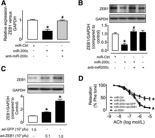 Figure 3. miR-200c suppresses ZEB1 expression, and ZEB1 overexpression ameliorates miR-200c–induced endothelial dysfunction. A and B: Ad-miR-200c transduction suppressed ZEB1 mRNA and protein levels in MAECs, which were reversed by cotreatment with ad-anti–miR-200c. *P < 0.05 vs. miR-Ctrl; #P < 0.05 vs. miR-200c. C: Western blotting analysis of ZEB1 expression in MAECs transduced with ad-miR-ZEB1 for 24 h. *P < 0.05 vs. ad-GFP. D: Ad-ZEB1 (107 pfu, 24 h) reversed miR-200c–induced endothelial dysfunction in normal mouse aortas. *P < 0.05 vs. miR-Ctrl; #P < 0.05 vs. miR-200c. Data are mean ± SEM of 4–5 experiments. Phe tone, percentage of tension with phenylephrine contraction.
