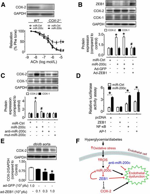 Figure 6. COX-2 mediates miR-200c–induced endothelial dysfunction. A: EDRs in COX-2−/− mouse aortas were not affected by 24-h treatment with ad-miR-200c (107 pfu). B: Overexpression of ZEB1 reduced miR-200c–induced upregulation of COX-2 without affecting COX-1 expression in MAECs. *P < 0.05 vs. miR-Ctrl; #P < 0.05 vs. miR-200c. C: Ad-miR-200c transduction raised expression of COX-2 but not COX-1 in MAECs. *P < 0.05 vs. miR-Ctrl; #P < 0.05 vs. miR-200c. D: Luciferase reporter gene assay showing that miR-200c–induced COX-2 promoter activity was reversed by overexpression of ZEB1 but not NF-κB or AP-1 in H5V mouse endothelial cells. *P < 0.05 vs. miR-Ctrl. E: Reduced COX-2 expression in db/db mouse aortas after in vitro ZEB1 overexpression. *P < 0.05 vs. ad-GFP. Data are mean ± SEM of 4–5 experiments. F: Schematic illustration of the proposed role of miR-200c/ZEB1/COX-2 signaling cascade in endothelial dysfunction in diabetes. Phe tone, percentage of tension with phenylephrine contraction; WT, wild type.