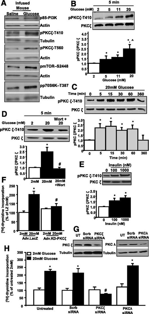 Figure 1. PKCζ is activated by glucose and is required for glucose-mediated INS-1 cell replication. Representative images of Western blots showing levels and phosphorylation of different components of the PI3K/PKCζ/mTOR signaling pathway in islets isolated from 4-day glucose- and saline-infused mice (n = 4 mice per condition) (densitometric quantitation shown in Supplementary Fig. 1) (A), dose-dependent (B) and time-dependent (C) effect of glucose on PKCζ phosphorylation in INS-1 cells and the quantitation of n = 4 experiments, and effect of 100 nmol/L of the PI3K inhibitor wortmannin (Wort) on PKCζ phosphorylation induced by 20 mmol/L glucose in INS-1 cells and the quantitation of n = 4 experiments (D). E: Effect of insulin (5 min) on PKCζ phosphorylation in INS-1 cells incubated at 2 mmol/L glucose and the quantitation of n = 4 experiments. F: Effect of adenovirus KD-PKCζ (Adv.KD-PKCζ) compared with Adv.LacZ in glucose-induced proliferation in INS-1 cells measured by [3H]thymidine incorporation. Representative images of Western blots showing downregulation of PKCζ or PKCλ with siRNAs compared with untreated (UT) or scrambled siRNA (Scrb siRNA)–treated INS-1 cells (n = 3) (G), and its effect on glucose-induced INS-1 cell proliferation as in E (H). Results are means ± SEM. *P < 0.05 vs. 2 mmol/L glucose, time 0 min or no insulin added; ^P < 0.05 vs. 11 mmol/L glucose; #P < 0.05 vs. 20 mmol/L glucose control.