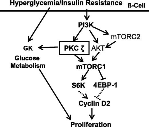 Figure 8. Schematic representation of the signaling network regulated by PKCζ in glucose- and insulin resistance–mediated β-cell replication. GK, glucokinase.