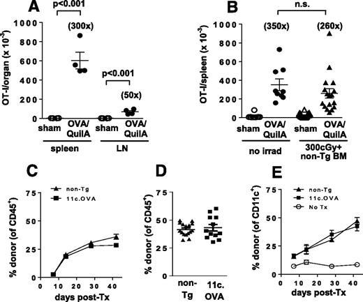 Figure 1. Immune-preserving conditioning permits engraftment of 11c.OVA BM in the presence of OVA-specific memory CD8+ T cells. A: OT-I Tmem (2 × 106) were transferred to non-Tg (C57BL/6, CD45.2+) mice that were sham (PBS/QuilA) or OVA/QuilA challenged 6 weeks later. One week later, OT-I (CD45.1+CD45.2+CD8+Vα2+) T cells were enumerated. Fold expansion is shown in brackets. B: OT-I Tmem were transferred to non-Tg mice and 1 week later recipients left untreated or irradiated (300cGy) and injected intravenously with non-Tg BM (107). Six weeks later, mice were sham (PBS/QuilA) or OVA/QuilA challenged. OT-I T cells were enumerated 1 week later. Fold expansion is shown in brackets. C–E: OT-I Tmem were transferred to non-Tg mice and 1 week later recipients irradiated (300cGy) and non-Tg or 11c.OVA BM (107) injected intravenously. Peripheral blood as indicated (C) or spleen at 7 weeks (pooled sham-challenged and challenged mice) was analyzed (D), and donor-type DCs (CD11chigh) were enumerated in peripheral blood (E).