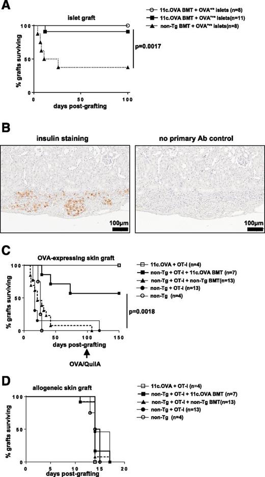 Figure 3. Antigen-encoding BM transfer promotes survival of antigen-expressing islet and skin grafts. A and B: OT-I Tmem (4 × 107) were transferred to non-Tg mice. One week later, mice were irradiated (300cGy) and non-Tg or 11c.OVA BM was transferred. Four weeks after BM transfer, mice were rendered diabetic with streptozotocin (200 mg/kg) and islets from RIP.mOVA mice transplanted under the kidney capsule. BG was monitored and rejection determined as 2 consecutive readings >16.6 mmol/L. Graft sites were embedded, sectioned, and stained for insulin (B). C and D: OT-I Tmem were transferred to non-Tg mice. One week later, mice were irradiated (300cGy) and non-Tg or 11c.OVA BM was transferred. Six weeks after BMT, mice were double grafted with BALB/c and K5.mOVA skin. Mice retaining skin grafts at 100 days postgrafting were immunized with OVA/QuilA. Data are pooled from 2–3 experiments per group.