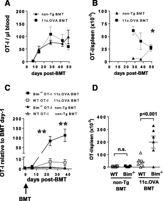 Figure 6. Deletion is an important contributor to ablation of preexisting memory CD8+ T-cell responses. A and B: OT-I Tmem (CD45.1+/CD45.2+) were transferred to non-Tg mice (B6.SJL, CD45.1+) and, 1 week later, mice were irradiated (300cGy) and injected intravenously with BM (107) from non-Tg (C57BL/6, CD45.2+) or 11c.OVA (CD45.2+) donors. At the indicated time points, blood or spleen was examined by flow cytometry. C and D: WT or bim−/− OT-I Tmem (CD45.2+, 2 × 106) were transferred to non-Tg (B6.SJL, CD45.1+) mice. One week later, mice were irradiated (300cGy) and injected intravenously with BM (107) from non-Tg (B6.SJL, CD45.1+) or 11c.OVA (CD45.1+) donors. OT-I T cells were monitored in blood the day before BM transfer or at the indicated points (C) or in spleen at the end of the experiment (38 days post-BMT) (D). Data are pooled from 2–3 experiments per time point with typically 2–4 mice per group, some of which were sham immunized (PBS/QuilA) at day 42 (A and B), or pooled from 2 experiments (C and D). Data show individual points or mean ± SEM. B: *11c.OVA BM 49 days after BM transfer is significantly lower than 11c.OVA BM 28 days after BM transfer (P < 0.05). C: **OT-I.bim−/− 11c.OVA BM is significantly greater than WT OT-I 11c.OVA BM transfer at days 23 and 37 (P < 0.001). **OT-I.bim−/− 11c.OVA BM days 23 and 37 significantly greater than days 11 and 18 (P < 0.001).