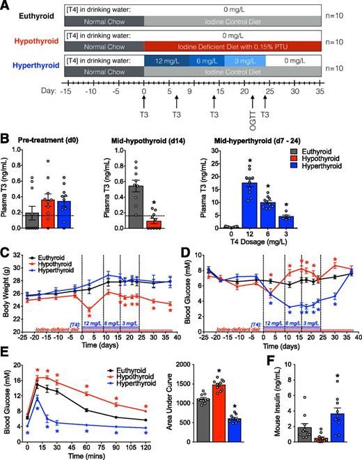 Figure 1. Characterization of hyperthyroid and hypothyroid models in immunodeficient SCID-beige mice. A: Schematic of study timeline and treatment groups. OGTT, oral glucose tolerance test. B: Random fed plasma T3 levels in mice before administration of treatments (day [d]0), midhypothyroid treatment (d14), and midhyperthyroid treatment, using T4 in drinking water at a dosage of 12 mg/L (d7), 6 mg/L (d14), or 3 mg/L (d24). The dashed line indicates the lower limit of detection for the T3 assay. *P < 0.05 vs. euthyroid by t test. C and D: Body weight (C) and blood glucose levels (D) after a 4-h morning fast. The red (hypothyroid) and blue (hyperthyroid) bars at bottom of graphs indicate timing and dosage for treatment regimens. *P < 0.05 vs. euthyroid by two-way repeated-measures ANOVA with Dunnett post hoc test. E: Blood glucose levels during an OGTT (2 g/kg glucose) at day 22. *P < 0.05 vs. euthyroid by two-way repeated-measures ANOVA. Right: *P < 0.05 vs. euthyroid for area under the curve by one-way ANOVA. F: Mouse insulin levels after a 6-h morning fast. *P < 0.05 by one-way ANOVA. Data are presented as mean ± SEM plus individual biological replicates.