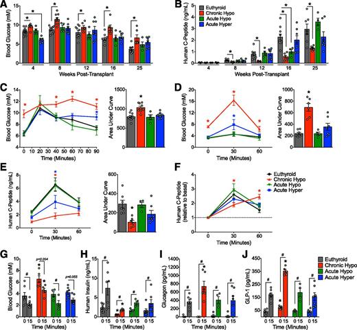 Figure 3. Maturation and function of hESC-derived pancreatic progenitor cells in mice with thyroid dysfunction. Blood glucose (A) and plasma human C-peptide (B) levels 40 min after an oral mixed-meal challenge at 4, 8, 12, 16, and 25 weeks posttransplant. *P < 0.05 vs. euthyroid by one-way ANOVA. Blood glucose levels during an oral mixed-meal challenge at 8 weeks posttransplant (C) and an intraperitoneal glucose tolerance test (ipGTT) at 22 weeks posttransplant (D). Plasma human C-peptide levels during the ipGTT at 22 weeks, expressed in ng/mL (E) or relative to basal levels at time 0 (F). C–F: Line graphs: *P < 0.05 vs. euthyroid by two-way repeated-measures ANOVA. Bar graphs: *P < 0.05 vs. euthyroid by one-way ANOVA. Blood glucose levels (G) and plasma levels of human insulin (H), glucagon (I), and GLP-1 (J) after a 4-h morning fast and 15 min after an intraperitoneal arginine challenge at 24 weeks posttransplant. Hyper, hyperthyroid; Hypo, hypothyroid. #P < 0.05 for 0 vs. 15 min by paired t test; *P < 0.05 vs. euthyroid by one-way ANOVA. Data are presented as mean ± SEM plus individual biological replicates.