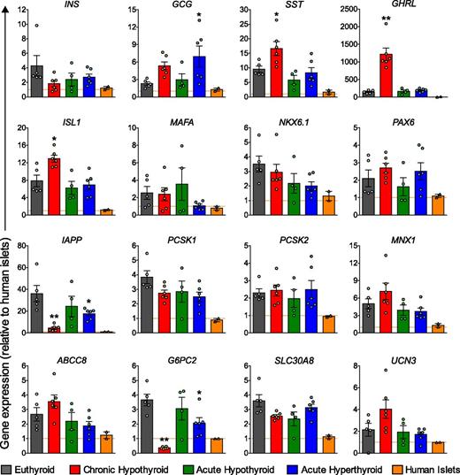 Figure 4. qPCR analysis of hESC-derived grafts from mice with thyroid dysfunction. TheraCyte devices were harvested at 27 weeks posttransplant for qPCR analysis of key β-cell markers. Gene expression is expressed relative to levels in adult human islets (indicated by dashed red line and orange bars; n = 2 donors). *P < 0.05, **P < 0.01 vs. euthyroid for hESC-derived engrafted cells by one-way ANOVA. Data are presented as mean ± SEM plus individual biological replicates.