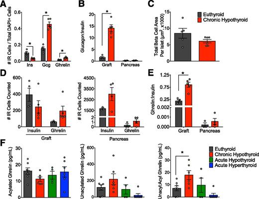 Figure 6. Quantification of the pancreatic endocrine populations in hESC-derived grafts and the endogenous pancreas from euthyroid vs. chronic hypothyroid mice at 27 weeks posttransplant. A: The number of cells that were immunoreactive (IR) for insulin (Ins), glucagon (Gcg), or ghrelin expressed relative to the total number of DAPI+ (4′,6-diamidino-2-phenylindole) cells in the hESC-derived grafts from euthyroid vs. chronic hypothyroid mice. B: The ratio of glucagon+ cells to insulin+ cells in hESC-derived grafts and the endogenous pancreas. C: Total β-cell (i.e., insulin+) area per islet in the endogenous pancreas. D: The total number of cells immunoreactive for insulin or ghrelin that were counted in the hESC-derived grafts vs. the endogenous pancreas (every visible ghrelin+ or insulin+ cell was counted within each section). E: The ghrelin+-to-insulin+ cell ratio in the hESC-derived grafts and the endogenous pancreas. F: Plasma levels of active (acylated) and inactive (unacylated) ghrelin as well as the unacylated-to-acylated (Unacyl:Acyl) ghrelin ratio in mice from all treatment groups. A–E: *P < 0.05 by two-tailed unpaired t tests. F: *P < 0.05 vs. euthyroid by one-way ANOVA. Data are presented as mean ± SEM plus individual biological replicates.