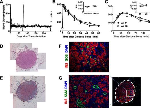 Figure 3. Intraomental islets transplanted into biologic scaffolds restore normoglycemia in diabetic rats. A: Nonfasting blood glucose levels in diabetic rats (n = 7; 173.4 ± 91 g body wt) transplanted with 3,000 IEQ (17,338 ± 881 IEQ/kg) onto the omentum showing prompt reversal of diabetes and hyperglycemia after removal of the omental graft (arrowhead) on POD 74 (n = 1) or 240 (n = 4). B: Glycemic profile during IVGTT performed in selected animals (n = 3) 2 months after transplant compared with that of naïve animals (n = 3). Values shown are mean ± SD. Inset shows area under the curve (AUC) (mg × min × dL−1) for each group. C: Glycemic profile during OGTT performed in transplanted animals (n = 5) at 11 (●) and 26 (○) weeks after transplantation. Inset shows AUC (mg × min × dL−1) during the glucose challenge. D–G: Representative histopathologic pattern of intraomental islet grafts. Sections were obtained from an intraomental islet graft explanted on POD 76. D: Hematoxylin-eosin staining. E: Masson trichrome staining. F and G: Immunofluorescence microscopy of a section stained with anti-insulin (INS) (red fluorescence), anti-GCG antibody (green fluorescence) (F), anti-SMA (green fluorescence) (G), and nuclear dye DAPI (blue fluorescence). The box indicates the area of the graft shown at higher magnification on the left panel. wk, week.