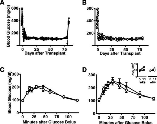 Figure 4. Comparable function of intrahepatic and intraomental islets transplanted into biologic scaffolds. Nonfasting blood glucose levels in diabetic rats receiving a clinically relevant syngeneic islet mass of 1,300 IEQ (∼8,200 IEQ/kg body wt) within an intraomental biologic scaffold (A) (●, n = 7) or into the liver (via the portal vein) (B) (○, n = 5) with islets from the same batch isolation. The groups had an identical time course for reversal of diabetes, and removal of the intraomental biologic scaffold on day 80 posttransplant resulted in return to hyperglycemia (arrowhead in A). Glycemic profile during OGTT performed in all transplanted animals 5 (C) or 11 weeks (D) after transplantation. Inset shows AUC (mg × min × dL−1) during the glucose challenge for each group. wks, weeks.