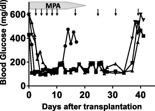 Figure 7. The intraomental biologic scaffold supports the engraftment of allogeneic islets under systemic immunosuppression in diabetic rats. A fully MHC-mismatched allogeneic rat transplant combination in which diabetic female Lewis rat (RT1l) (n = 4) received 3,000 IEQ WF rat islets (RT1u) in the intraomental biologic scaffold under a protocol of clinically relevant immunosuppressive agents consisting of lymphodepletion induction with anti-lymphocyte serum (0.5 mL i.p. on day −3) and maintenance with mycophenolic acid (MPA) (20 mg/kg/day for days 0–14, then tapered by one-quarter of the dose every 2 days until day 20) and CTLA4Ig (10 mg/kg i.p. on days 0, 2, 4, 6, 8, and 10 and weekly thereafter; abatacept) (arrows). Nonfasting glycemic values for each animal during the follow-up are presented. Graft rejection was defined as return to hyperglycemic state. Each symbol represents an individual animal.