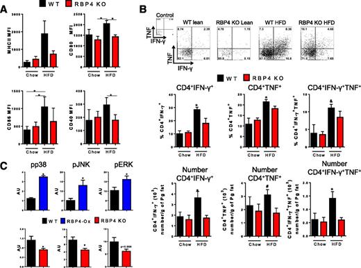 Figure 2. Deletion of RBP4 reduces CD4 T-cell activation and AT macrophage JNK, Erk, and p38 phosphorylation. A: Expression of MHCII and costimulatory molecules (CD80, CD86, and CD40) in AT macrophages (CD11b+F4/80+). B: Flow cytometry representation (upper panel) and percentage (bottom panel) of intracellularly stained IFN-γ+ and TNF+ AT CD4 T cells. (n = 8 mice/group.) C: Phosphorylated (p)-p38, p-JNK, and p-Erk levels normalized to isotype control antibody in AT C45+CD11b+ cells from RBP4-Ox, RBP4 KO, and WT mice. (n = 4 mice/group.) Male mice, 23 weeks of age on HFD for 18 weeks for RBP4 KO and 18 weeks of age on chow diet for RBP4-Ox. Values are means ± SEM. *P < 0.05 vs. all other groups or as indicated. #P < 0.05 vs. chow-fed mice, same genotype. AU, arbitrary units; MFI, median fluorescence intensity; Pg, perigonadal.