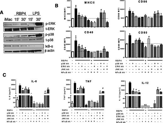 Figure 3. RBP4-induced expression of MHCII and costimulatory molecules and secretion of proinflammatory cytokines are dependent on Erk, JNK, p38, and NF-κB signaling pathways. A: BMDMs from WT mice were stimulated with RBP4 for 15 or 30 min, and phosphorylation of JNK, p38, and Erk and IκBα disappearance were evaluated by Western blot. Data are representative of 3 independent experiments. B: BMDMs were stimulated with RBP4 (50 μg/mL for 24 h) in the presence or absence of p38, Erk, JNK, and NF-κB inhibitors (inh). MHCII and costimulatory molecule (CD80, CD86, and CD40) levels. C: TNF, IL-6, and IL-12 levels. n = 4 mice/group. Values are means ± SEM. *P < 0.05 vs. all other groups. #P < 0.05 vs. nonstimulated control group. MFI, median fluorescence intensity; t-ERK, total ERK.