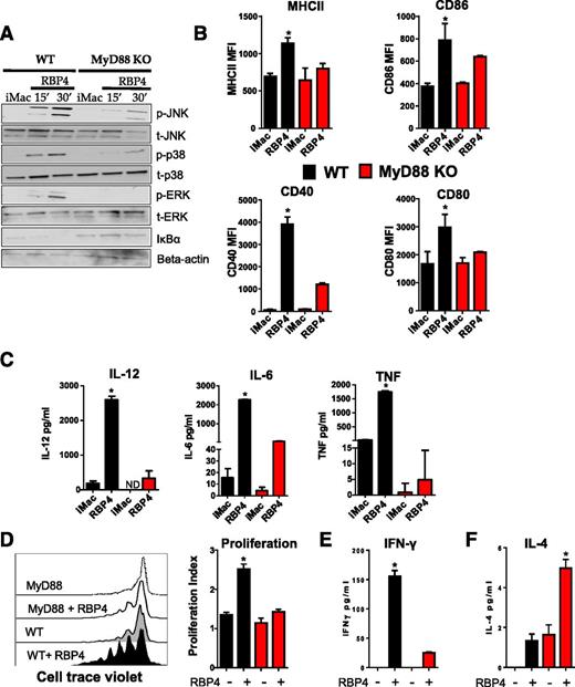 Figure 5. RBP4-induced activation of macrophages and the resulting activation of CD4 T cells are dependent on the MyD88 pathway. A: BMDMs from WT and MyD88−/− mice were stimulated with RBP4 for 15 or 30 min, and phosphorylation of JNK, p38, and Erk and IκBα disappearance were evaluated by Western blot. Data are representative of 3 independent experiments. B: MHCII and costimulatory molecule (CD80, CD86, and CD40) levels. C: TNF, IL-6, and IL-12 levels. D: BMDMs from WT and MyD88−/− were stimulated with RBP4 and cocultured with cell trace–labeled WT CD4 T cells, and proliferation of CD4 T cells was evaluated by cell trace dilution. Representative histograms indicating CD4 T-cell proliferation (left panel) and proliferation index (right panel). E: IFN-γ secretion in the coculture assay. F: IL-4 secretion in the coculture assay. n = 4 mice/group. Values are means ± SEM. *P < 0.05 vs. all other groups. #P < 0.05 vs. nonstimulated control group. iMAC, not activated, immature macrophage; MFI, median fluorescence intensity.