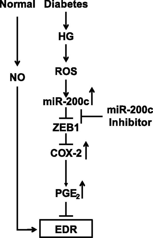 Figure 1. Schematic depicting the role of miR-200c in diabetes-induced EC dysfunction: EDR plays an important role in normal endothelial function. In diabetes, increased ROS leads to increases in miR-200c, which upregulates COX-2 by targeting transcription repressor ZEB1. Dysregulated production of COX-2–generated prostanoids increases levels of PGE2, which inhibits EDR and promotes endothelial dysfunction implicated in diabetic vascular complications.