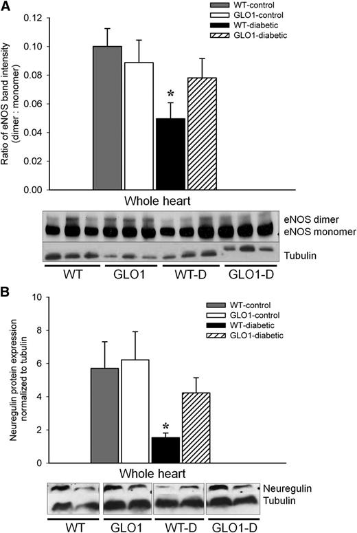 Figure 4. The production of eNOS and neuregulin is maintained in the hearts of GLO1-diabetic mice. A: Representative Western blot and quantification of the eNOS dimer-to-monomer ratio in the myocardium at 8 weeks (n = 3). *P ≤ 0.04 vs. WT- and GLO1-control mice. B: Representative Western blot and quantification of neuregulin protein in the myocardium at 8 weeks (n = 4). *P ≤ 0.05 vs. WT- and GLO1-control mice.