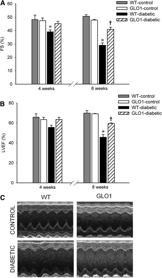 Figure 5. GLO1 overexpression delays and limits the loss of cardiac function in diabetic mice. A: FS measured by echocardiography at 4 and 8 weeks (n = 8 each time). *P ≤ 0.045 vs. all other groups at 4 weeks; *P < 0.001 vs. all other groups at 8 weeks; †P ≤ 0.02 vs. WT- and GLO1-control mice at 8 weeks. B: LVEF measured by echocardiography at 4 and 8 weeks (n = 8 each time). *P ≤ 0.01 vs. all other groups at 8 weeks; †P ≤ 0.03 vs. WT- and GLO1–control mice at 8 weeks. C: Representative echocardiogram recordings for nondiabetic and diabetic mice.