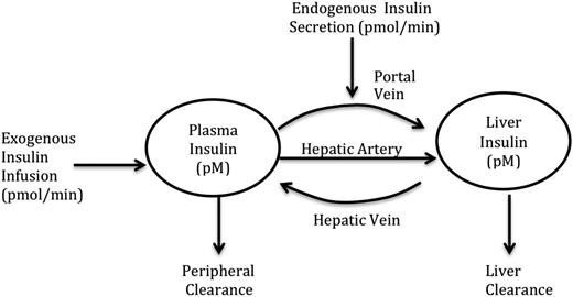 Figure 1. Graphical representation of the mathematical model described by Eqs. 1 and 2. The HPF rate used in the equations is the combined plasma flow to the liver from the portal vein and the hepatic artery.