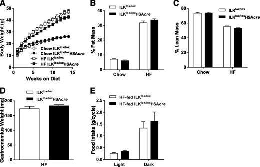 Figure 2. Body weight, body composition, gastrocnemius weight, and food intake of the muscle-specific ILK-deficient mice. A: Body weights of chow-fed and HF-fed ILKlox/lox and ILKlox/loxHSAcre mice up to 14 weeks of diet starting at 3 weeks of age (n = 4–12). Percentages of fat (B) and lean masses (C) were determined in mice after 14 weeks of diet (n = 4–12). D: Gastrocnemius muscle was collected and weighed in mice fasted for 5 h after 27 weeks of the HF diet (n = 5). E: Food intake during the light and dark cycle was measured in mice after 27 weeks of the HF diet (n = 4). Data are represented as mean ± SEM.