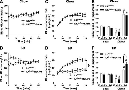 Figure 3. Insulin action as assessed by the hyperinsulinemic-euglycemic clamp (ICv). Mice underwent ICv experiments after 16 weeks of HF or chow-diet feeding at 19 weeks of age. A and B: Blood glucose during the ICv (n = 5–9). C and D: GIR during the ICv (n = 5–9). E and F: EndoRa and Rd rates were determined by [3-3H]glucose (n = 5–9). All data are represented as mean ± SEM. *P < 0.05 HF-fed ILKlox/lox vs. HF-fed ILKlox/loxHSAcre. #P < 0.05 basal vs. clamp with the same genotype. §P < 0.05 for the main genotype effect.