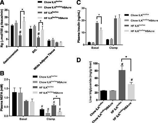 Figure 4. Muscle glucose uptake, circulating insulin, plasma NEFA, and liver triglyceride. A: Rg was determined by 2-[14C]deoxyglucose (n = 5–9). SVL, superficial vastus lateralis. B: Plasma NEFA was determined at basal (−15 and −5 min) and during the steady state of the ICv (80 and 120 min) (n = 5–9). C: Plasma insulin concentration was measured at basal (−15 and −5 min) and during the steady state of the ICv (100 and 120 min) (n = 5–9). D: Liver triglyceride was determined in liver samples collected at the end of the ICv (n = 5–9). Data are represented as mean ± SEM. #P < 0.05 chow vs. HF with the same genotype. *P < 0.05.