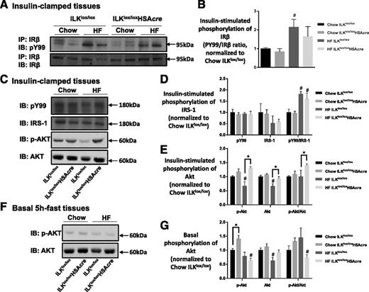 Figure 6. Insulin signaling in the muscle. Muscle homogenates were prepared from gastrocnemius collected from mice after the hyperinsulinemic-euglycemic clamp (A–E) or from mice after a basal 5-h fast (F and G). A: IR-β was immunoprecipitated (IP), followed by immunoblotting (IB) of PY99 and IR-β. Representative bands are presented (n = 4–6). B: Quantitative data for panel A. C: p-IRS-1 was determined by immunoblotting of PY99 at 180 kDa. Total IRS-1, p-Akt, and total Akt were measured by Western blotting. Representative bands are presented (n = 4–6). D: Quantitative data for the Western blotting of PY99 at 180 kDa and total IRS-1 from panel C. E: Quantitative data for the Western blotting of p-Akt and total Akt from panel C. Data are normalized to chow ILKlox/lox. F: Western blotting of p-Akt and total Akt in basal 5-h–fasted gastrocnemius tissues (n = 4). G: Quantitative data for panel F. Data are represented as mean ± SEM. #P < 0.05 chow vs. HF with the same genotype. *P < 0.05.