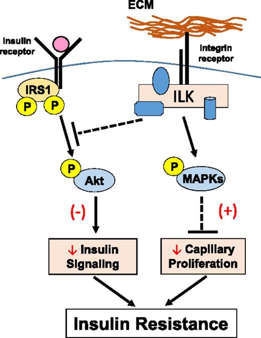 Figure 8. Proposed mechanisms by which ECM-integrin-ILK signaling regulates muscle insulin resistance in HF-fed mice. It is proposed that ILK will inhibit phosphorylation of Akt in the presence of insulin stimulation. ILK also stimulates the phosphorylation and activation of JNK, P38, and ERK1/2 MAPKs, which in turn inhibits capillary proliferation and therefore endothelial function in the muscle. Decreased phosphorylation of Akt and inhibited capillary proliferation both contribute to muscle insulin resistance during the HF feeding. (–) Represents diminished effects. (+) Represents potentiated effects.