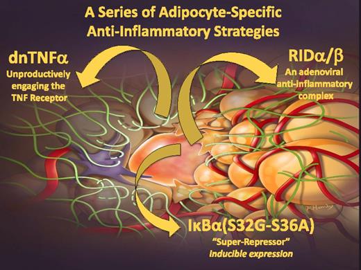 Figure 1. The role of inflammation in the adipocyte. Genetic approaches to suppress local inflammatory responses in the adipocyte include a dominant-negative (dn) TNFα ligand that unproductively engages the TNF receptors, a potent adenoviral anti-inflammatory molecule called RID, and a traditional “super-repressor” of inflammation in the form of a mutant IκBα.