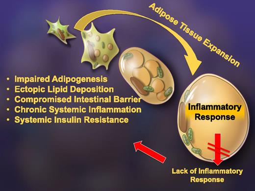 Figure 2. The consequences of a suppressed inflammatory response of the adipocyte. The process of adipose tissue expansion requires an inflammatory response as part of the healthy expansion process. By inhibiting these inflammatory events, adipogenesis is impaired, thereby reducing the number of fat cells available to accommodate any excess lipids, leading to ectopic lipid deposition in the liver. This also leads to a compromised intestinal barrier and the enhanced release of endotoxin into the system. Therefore, despite an early anti-inflammatory action at the level of the adipocyte, chronic systemic inflammation and severe systemic insulin resistance ensue in this setting.