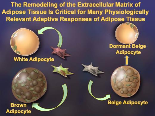 Figure 3. The different types of adipocytes. Distinct precursor cells give rise to the different types of adipocytes, the classic white and brown adipocytes and the beige adipocytes that may transition to a “dormant” cell resembling a white adipocyte when their presence is not required. All these events require extensive remodeling of the extracellular matrix microenvironment of these cells.