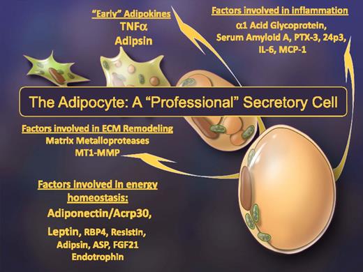 Figure 4. The adipocyte as a professional secretory cell. Many distinct categories of secretory proteins have been reported to be released from adipocytes. Acrp30, adipocyte complement-related protein of 30 kDa; ASP, acylation-stimulating protein; ECM, extracellular matrix; IL-6, interleukin 6; MT1-MMP, membrane type 1 matrix metalloproteinase; PTX-3, pentraxin 3; RBP4, retinol-binding protein 4.