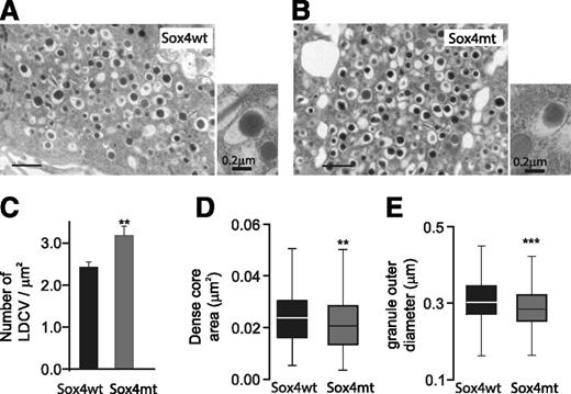 Figure 3. Subtle effects on cellular ultrastructure in Sox4mt β-cells. A and B: Representative electron micrographs from Sox4wt (A) and Sox4mt (B) β-cells. Scale bars = 1 μm. C–E: Granule density (C) and box plots, depicting groups of data according to their quartiles, of the dense core area (D) and granule diameter (E) in Sox4wt and Sox4mt β-cells. At least six β-cells from two animals per genotype were analyzed. Data in panel D are mean ± SEM. **P < 0.01. Distributions of core areas and granule diameters were estimated by counting >382 granules per genotype. **P < 0.005, ***P < 0.0005 (by Mann-Whitney U test). LDCV, large dense-core vesicle.