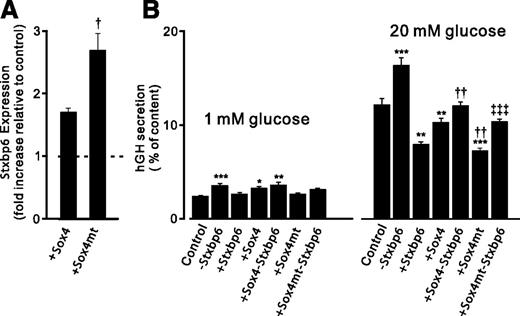 Figure 6. Sox4mt mediates its effects on insulin secretion through Stxbp6. A: Quantitative RT-PCR analysis of Stxbp6 expression in INS-1 832/13 cells transfected with scrambled siRNA + DsRed + hGH (dashed line [control]), scrambled siRNA + Sox4wt + hGH (+Sox4) or scrambled siRNA + Sox4mt + hGH (+Sox4mt). †P < 0.05 wild type vs. Sox4. B: hGH release (as a proxy for insulin release in transfected cells) from INS-1 832/13 cells transfected with scrambled siRNA + DsRed + hGH (control), si-Stxbp6 + DsRed + hGH (−Stxbp6) and scrambled siRNA + Stxbp6 + hGH (+Stxbp6), scrambled siRNA + Sox4wt + hGH (+Sox4), si-Stxbp6 + Sox4wt + hGH (+Sox4-Stxbp6), scrambled siRNA + Sox4mt + hGH (+Sox4mt), and si-Stxbp6 + Sox4mt + hGH (+Sox4mt-Stxbp6) incubated with 1 or 20 mmol/L glucose (as indicated). Data are mean ± SEM of four experiments, each with three replicates. *P < 0.05, **P < 0.01, and ***P < 0.001 for comparison vs. control (1 or 20 mmol/L glucose alone); ††P < 0.01 vs. Sox4wt; ‡‡‡P < 0.01 vs. Sox4mt (by ANOVA and Tukey test). See also Supplementary Fig. 2.