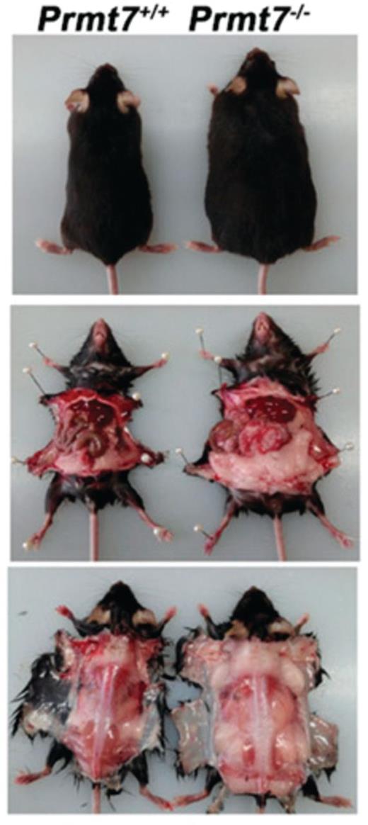 Prmt7-deficient mice become obese in middle age. Photographs are of 13-month-old female Prmt7+/+ littermates.