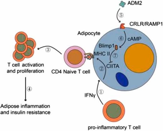 Adrenomedullin 2 Improves Early Obesity-Induced Adipose Insulin ...