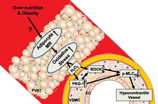 Figure 1. Mechanisms of adipocyte MR overexpression–dependent signaling in the modulation of mesenteric vascular contractility. p-MLC20, phosphorylation of MLC.