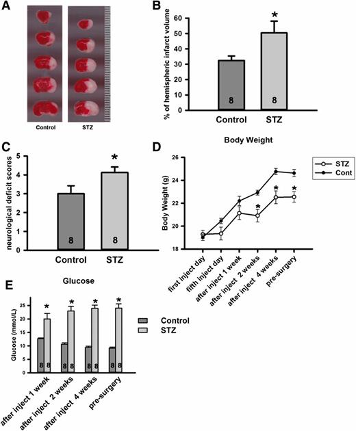 Figure 1. Effects of STZ-induced diabetes in increasing infarct volume in the mouse tMCAO model. A: Representative images of TTC staining show that normal brain tissue is stained red and the infarcted brain tissue is stained white. B: The effects of STZ-induced diabetes on brain infarct volume are shown compared with that of the vehicle-treated control animals. Mice with STZ-induced diabetes showed increased brain damage after the tMCAO compared with the vehicle-treated control group (n = 8 per group). *P = 0.046 by Student t test. C: The 6-point standard scale is used for neurological deficit score in mice 24 h after tMCAO. The STZ-administered mice with tMCAO exhibited significantly higher neurological deficit scores than the vehicle-treated group. *P = 0.047. D: Body weights of mice before and 1, 2, 4, and 5 weeks after STZ or vehicle injections. Mean body weight was significantly reduced in animals 2 weeks after STZ injection compared with the controls (Cont). *P < 0.05. E: Blood glucose in mice 1, 2, 4, and 5 weeks after STZ or vehicle injection. The blood glucose level in STZ-injected mice is significantly higher than that of the control animals, indicating successful induction of the diabetic mouse model. *P < 0.01.