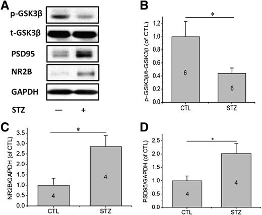 Figure 2. Molecules involved in the destructive effect of STZ-induced diabetes in mice. A: Representative Western blot images show the protein levels of NR2B, PSD95, p-GSK3β, and t-GSK3β from brain tissues from STZ-administered and vehicle-treated groups. B: Relative levels of p-GSK3β vs. t-GSK3β were determined by densitometry of the blots. The ratio of p-GSK3β and t-GSK3β proteins was significantly decreased in the STZ-administered group compared with that of the vehicle-treated control (CTL) group (n = 6 per group). *P < 0.05. Relative levels of NR2B, PSD95, and GAPDH were determined by densitometry of the blots, and NR2B-to-GAPDH (C) and PSD95-to-GAPDH (D) ratios were calculated. Protein levels of NR2B and PSD95 in the brains were upregulated in the STZ-administered mice compared with the vehicle-treated group (n = 4 per group). *P < 0.05.