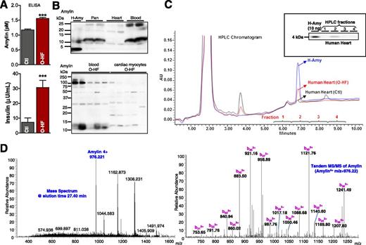 Figure 1. Testing the amylin deposition in human hearts. A: Blood amylin and insulin levels in patients with O-HF and Ctl subjects without diabetes were measured by ELISA (n = 7 samples/group). B: Top panel shows Western blot analysis of amylin in pancreas (Pan), blood, and cardiac tissue from humans. Freshly solubilized recombinant human amylin (H-Amy; 50 ng) and pancreatic tissue from a patient with type 2 diabetes were positive Ctls for monomeric amylin and aggregated amylin, respectively. In the bottom panel, we compared aggregated amylin in blood and cardiac myocytes from the O-HF group by Western blot. C: Typical reverse-phase HPLC chromatogram of human amylin standard human cardiac tissue. In the inset, selected fractions according to the retention time of human amylin standard were tested for the presence of amylin by Western blot. Ten nanograms of recombinant H-Amy was loaded as a positive Ctl. A representative blot from three independent experiments is shown. D: Fractions collected from HPLC (the amylin-positive fractions) were analyzed by LC-MS/MS. The representative mass spectrum of peptides eluted at 27.40 min shows the 4+ ion of amylin (m/z = 976.22). The right panel is the corresponding MS/MS spectrum of amylin. The fragments corresponding to the b ions are labeled, clearly proving that this peptide is amylin. AU, arbitrary units.