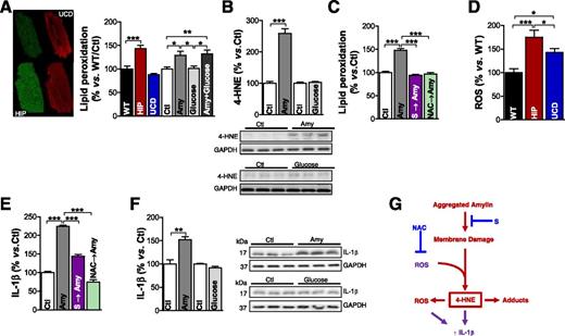 Figure 7. Amylin-mediated peroxidative membrane injury exacerbates ROS production and increases IL-1β synthesis in isolated cardiac myocytes. A: Measurement of lipid peroxidation with C11-BODIPY581/591 in cardiac myocytes from WT, HIP, and UCD rats, as well as in myocytes incubated with aggregated amylin (Amy) and/or 400 mg/dL glucose. B: Western blot analysis of 4-HNE in myocytes incubated with aggregated Amy or 400 mg/dL glucose. C: Lipid peroxidation measurements with C11-BODIPY581/591 in myocytes incubated for 2 h under Ctl conditions, with aggregated Amy, with 50 μmol/L poloxamer 188 followed by aggregated amylin (S → Amy), and with 5 mmol/L NAC for 30 min followed by aggregated amylin (NAC → Amy). D: ROS production, measured with the fluorescent indicator CM-H2DCFA, was compared in cardiac myocytes from WT, UCD, and HIP rats. E: IL-1β level, assessed by immunofluorescence, in isolated Ctl myocytes incubated under the four conditions described in panel C. F: Western blot analysis of IL-1β in myocytes incubated with aggregated Amy or 400 mg/dL glucose. Ten myocytes/rat; n = 5 rats/group. A representative blot from two independent experiments is shown. Data are presented as the mean ± SE. *P < 0.05, **P < 0.01, ***P < 0.001. G: Proposed mechanism for amylin-induced lipid peroxidation and IL-1β activation.