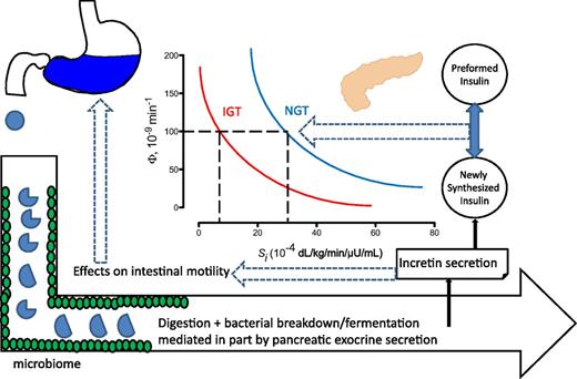 Figure 1. Multiple gastrointestinal factors could influence the insulin secretory response to a meal challenge. These include the rate of gastric emptying and other factors that directly or indirectly affect motility, enteroendocrine secretion, and intraluminal digestion. Tests of β-cell function may challenge different components of the insulin secretory apparatus. However, it is important to remember that the β-cell secretory response (Φ) must be considered in light of the insulin action (Si), as illustrated in the figure, where identical Φ reflects two different states of glucose tolerance. IGT, impaired glucose tolerance; NGT, normal glucose tolerance.