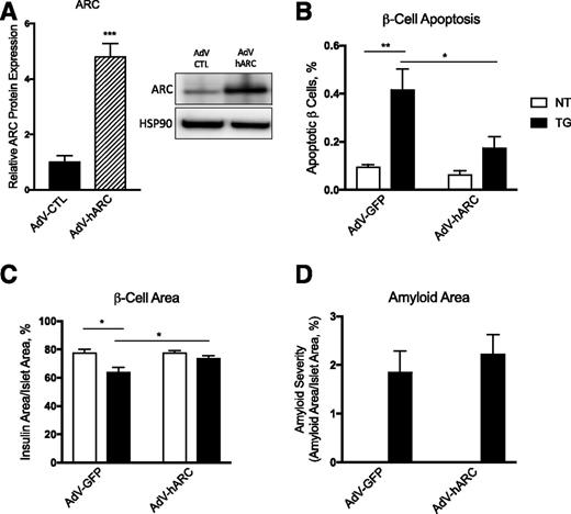 Figure 2. ARC overexpression reduces amyloid-induced β-cell apoptosis and β-cell loss without altering amyloid formation. Nontransgenic (NT) and hIAPP transgenic (TG) islets were transduced with AdV control (AdV-GFP) or AdV-hARC and then cultured for 144 h in 16.7 mmol/L glucose. Islet protein was collected to determine efficiency of overexpression (A). Islets were then fixed for histological determination of rates of β-cell apoptosis (B), β-cell area (C), and amyloid severity (D). n = 4–5. *P < 0.05, **P < 0.01, ***P < 0.001.