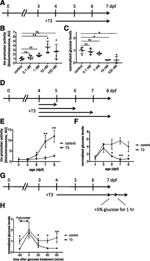 Figure 1. T3 stimulates ins expression, reduces glucose levels, and improves glucose tolerance. A–C: Zebrafish were treated with 0, 0.1, 1, 10, or 100 nmol/L T3 from 4 to 7 dpf and analyzed at 7 dpf for ins-promoter activity (B) and for glucose levels (C). Note that ins-promoter activity was significantly enhanced by 10 nmol/L T3 treatments and that glucose levels were reduced by 10 and 100 nmol/L T3 treatments. D–F: Zebrafish were treated with 10 nmol/L T3 from 4 dpf and analyzed for ins-promoter activity (E) and glucose levels (F) at 5, 6, 7, and 8 dpf. Note that ins-promoter activity was enhanced at 7 and 8 dpf by T3 treatment (E) and that glucose levels were reduced at 6, 7, and 8 dpf by T3 treatment (F). G and H: Larvae were first treated with 10 nmol/L T3 from 4 to 7 dpf and then with 5% glucose for 1 h and finally analyzed for glucose levels. Glucose tolerance was compared between T3 treatment and no T3 treatment (H). Values of bioluminescence signal were derived from 5 wells per condition, with 3 animals per well. Values of glucose were derived from 5 wells per condition, with extracts from 20 animals per well. *P < 0.05, **P < 0.01 compared with controls by Tukey-Kramer honest significant difference test after ANOVA. AU, arbitrary units; hr, hour; ns, not significant.