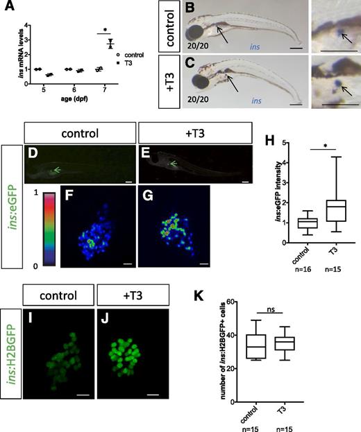 Figure 2. T3 enhances ins expression levels but does not change ins expression pattern or β-cell numbers. A: Expression of ins mRNA was compared between control and T3-treated larvae by qPCR. Endogenous ins expression was enhanced after 3 days of T3 treatment (7 dpf). B and C: Expression pattern of ins was compared between control (B) and T3-treated (C) larvae at 7 dpf by in situ hybridization. ins expression was detected only in pancreatic β-cells (arrow), but not in other tissues, in control (B) and T3-treated (C) larvae. D–H: Tg(ins:eGFP) animals were treated with 10 nmol/L T3 starting at 4 dpf and analyzed at 7 dpf. eGFP expression mimicked the endogenous ins expression pattern in control (D) and T3-treated (E) larvae. However, eGFP intensity was enhanced after T3 treatment (D–H). Green arrows point to eGFP-positive cells in the islet. I–K: Tg(ins:H2BGFP) animals were treated with 10 nmol/L T3 starting at 4 dpf and analyzed at 7 dpf. Note that the β-cell number did not change with T3 treatment (K). Scale bars in B–E, 200 μm; scale bars in F, G, I, and J, 10 μm. *P < 0.05 compared with controls by Tukey-Kramer honest significant difference test after two-way ANOVA in A. *P < 0.05 compared with controls by Student t test in H and K. ns, not significant.