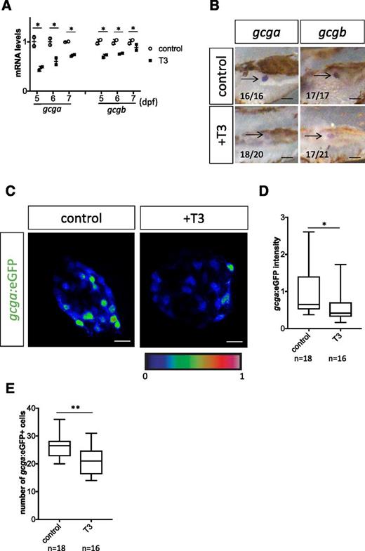 Figure 3. T3 represses gcg expression. A: Expression of gcga and gcgb mRNA was compared between T3 treatment and no T3 treatment by qPCR. The expression of gcga and gcgb was reduced at 5, 6, and 7 dpf by T3 treatment. B: Expression patterns of gcga and gcgb were compared after treatment with and without T3 by in situ hybridization. Both gcga and gcgb expression levels appeared to be reduced after T3 treatment. Arrows point to glucagon-positive cells in the islet. C and D: Tg(gcga:eGFP) animals were treated with 10 nmol/L T3 starting at 4 dpf, and the eGFP expression levels in the islets were analyzed at 7 dpf. Note that eGFP intensity was decreased after T3 treatment (D). E: Tg(gcga:eGFP)-positive cell number was compared after treatment with and without T3. Note that the α-cell number was decreased after T3 treatment. Scale bar in B, 100 μm; scale bar in C, 10 μm. *P < 0.05 compared with control by Tukey-Kramer honest significant difference test after two-way ANOVA in A and by Student t test in D. **P < 0.01 compared with control by Student t test in E.
