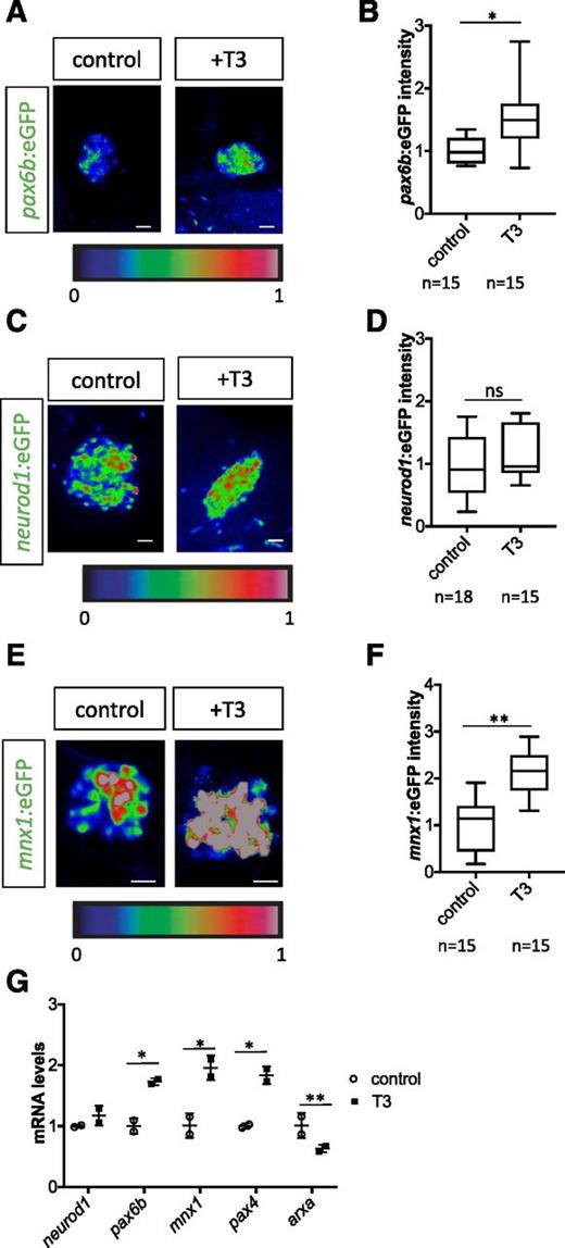 Figure 4. T3 modulates the expression of endocrine differentiation markers. A–F: Tg(pax6b:eGFP) (A and B), Tg(neurod1:eGFP) (C and D), and Tg(mnx1:eGFP) (E and F) animals were treated with T3 to investigate its effect on three genes (pax6b, neurod1, and mnx1) involved in endocrine cell differentiation. Note that eGFP intensities were enhanced in Tg(pax6b:eGFP) and in Tg(mnx1:eGFP) animals but not in Tg(neurod1:eGFP) animals after T3 treatment. G: qPCR analysis showed that T3 treatment enhances the expression of pax6b, mnx1, and pax4 and reduces the expression of arxa at 6 dpf. Scale bars, 10 μm. *P < 0.05, **P < 0.01 compared with controls by Student t test. ns, not significant.