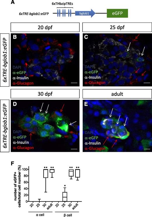Figure 5. Pancreatic α- and β-cells are targets of TH signaling during and after larval development. A: Schematic diagram of TH reporter construct. B–E: TH reporter expression was compared with Gcg and Ins expression in islets at 20 (B), 25 (C), and 30 (D) dpf and in adults (E) by immunohistochemistry. Note that strong eGFP signal could be detected in both Gcg-positive (red arrows) and Ins-positive (white arrows) cells at 30 dpf and in adults. Weak eGFP signal in Ins-positive cells, but not in Gcg-positive cells, was also present at 25 dpf (white arrows). F: Ratio of TRE:eGFP-positive cells to Gcg-positive cells as well as Ins-positive cells. Values were derived from 5 fish per developmental time point, with a minimum of 3 sections per fish. Scale bars, 5 μm. *P < 0.05, **P < 0.01 compared with 20 dpf by Tukey-Kramer honest significant difference test after ANOVA.
